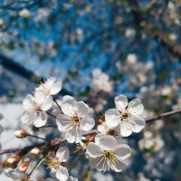 В цвету :: Любовь Иванова