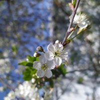 В цвету :: Любовь Иванова