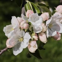 Цветет яблоня :: <<< Наташа >>>