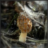 Строчок :: Aleksandr Gal