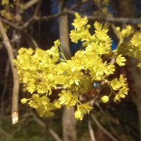 Клён :: Сапсан 