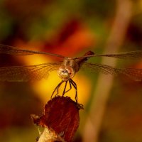 немного про стрекоз   1 :: Александр Прокудин