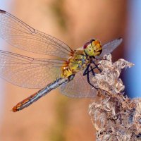 немного про стрекоз 5 :: Александр Прокудин