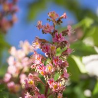 Красный каштан :: Светлана Тихонина