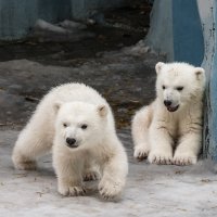 Белый :: SanSan 