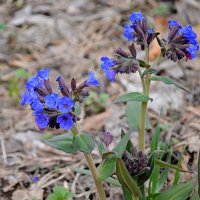 Цветок небесных красок :: Татьяна Лютаева