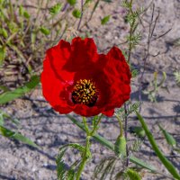 Мак :: Анатолий Чикчирный