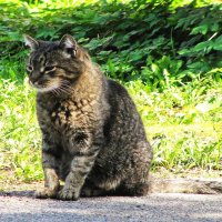 Пришёл в гости :: Людмила Смородинская