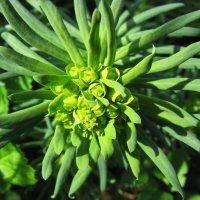 Кипарисовый молочай :: Людмила Смородинская