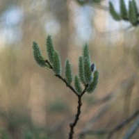 ___ :: Yuriy V ___ :: Yuriy V