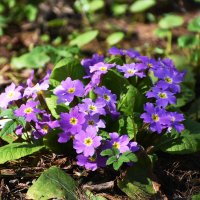 Москва. Ботанический сад МГУ. :: Наташа ***** Москва. Ботанический сад МГУ. :: Наташа *****