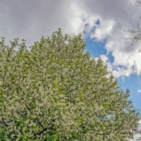 Черёмуха цветёт :: Валерий Иванович