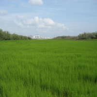 Хвощ :: Anna Ivanova