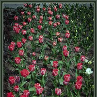 Ранние тюльпаны :: Владимир Кроливец Ранние тюльпаны :: Владимир Кроливец