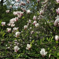 Цветет Магнолия :: Рита Симонова Цветет Магнолия :: Рита Симонова