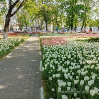 Тюльпановые дни в Белгороде :: Игорь Сарапулов