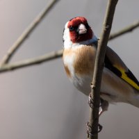 Щегол. :: Владимир Безбородов