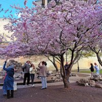 Сакура расцвела в Саду Дружбы :: Ирина Румянцева