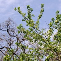 Махровая черешня :: Фёдор Меркурьев