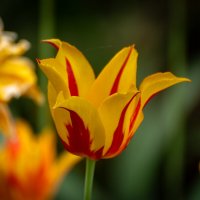 Тюльпан :: Игорь Сикорский Тюльпан :: Игорь Сикорский