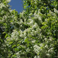 Дурманящий запах медовый :: Freddy 97