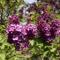 Гроздья сирени льют аромат,... :: Галина 