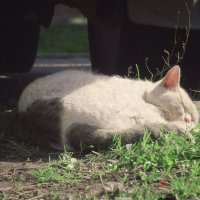 киса сладко спит :: Лера 