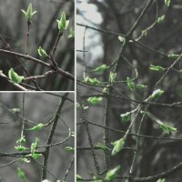 листики проклюнулись :: Лера 