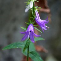 F :: Андрей Л. В.