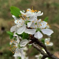 Слива цветёт! :: veilins veilins