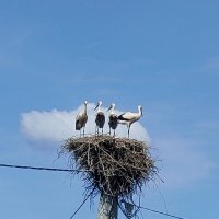 Аисты :: Ирэн 