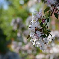 Во всех скверах весна. :: Николай 