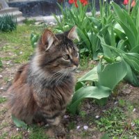 Сторожевой кот Мура :) :: Наталья 
