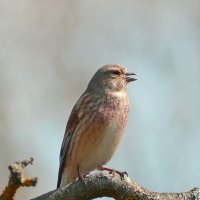 Коноплянка :: Владислав Иопек