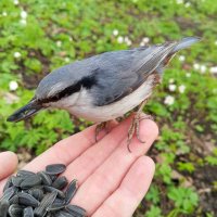 Поползень :: Сапсан 