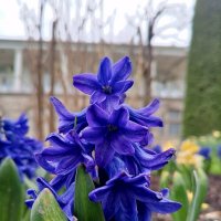 Гиацинт :: Сапсан 