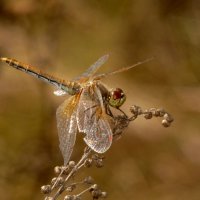 немного про стрекоз 7 :: Александр Прокудин