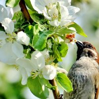 Какую вкусняшку добыл воробей! :: Восковых Анна Васильевна 