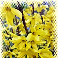 Форзиция :: Veera V