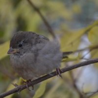 Желторотик :: Надежда 