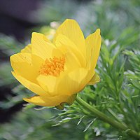 Адонис весенний :: Любовь Сахарова