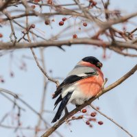 Снегирь. :: Виктор Иванович Чернюк Снегирь. :: Виктор Иванович Чернюк