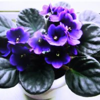 На окошке :: Людмила Смородинская