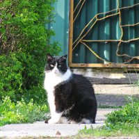 Решил на улицу выйти :: Людмила Смородинская Решил на улицу выйти :: Людмила Смородинская