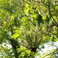 °✓° :: Фёдор Меркурьев