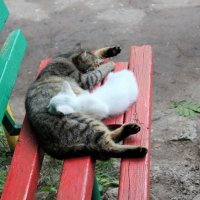 Кошачья сиеста :: Марсель Валеев