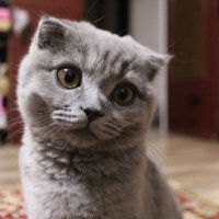 Катюша :: Марсель Валеев