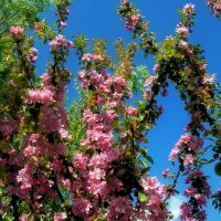 Согретые солнцем, зацвели. :: Татьяна Помогалова