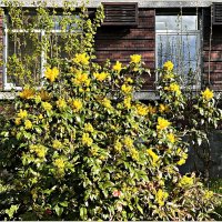 Магошия. :: Валерия Комова