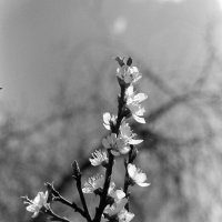 Цветение абрикоса в апреле. Фото на плёнку. :: Олег Зоркий